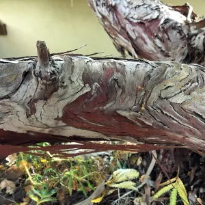 Peter Schuylers garden, Island ironwood bark