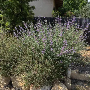 Peter Schuylerâ€™s garden, Salvia (Sage) clevelandii