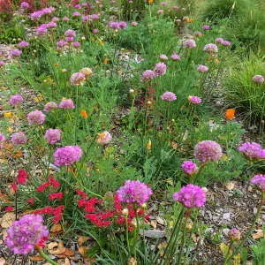 Armeria maritima in Meadow border