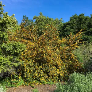 Fremontodendrons at the Tunnel Triangle