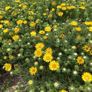 Grindelia Rays Carpet, PCC driveway