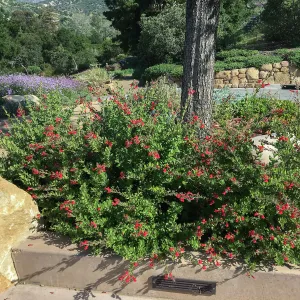 Gambelia Firecracker at the PCC