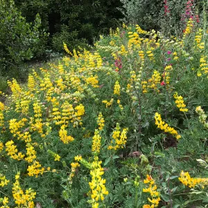 Lupinus (Lupine) Ed Gedling hybrids on Southwest Trail
