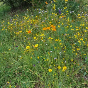 Wildflowers on Southwest Trail