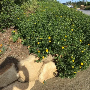 Grindelia Rayâ€™s Carpet, PCC driveway
