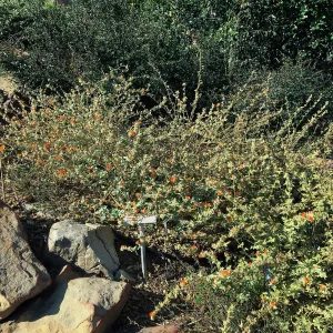 Sphaeralcea fulva, PCC Baja garden