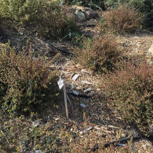 Acalypha californica, PCC Baja garden