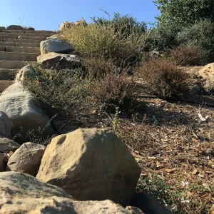 Acalypha californica, PCC Baja garden