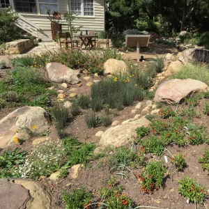 Rain garden at the Water Wise Home Garden