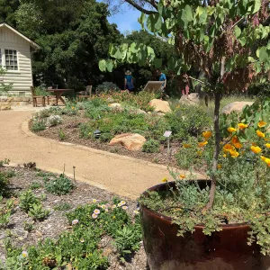 Entry pots with Cercis occidentalis at the Water Wise Home Garden
