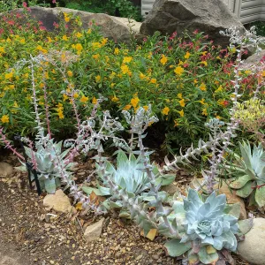 Dudleya brittonii at the Water Wise Home Demonstration Garden
