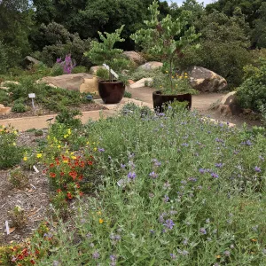 Entry pots with Cercis occientalis at the Water Wise Home Demonstration Garden