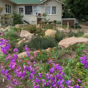 Penstemon spectabilis at the Water Wise Home Demonstration Garden