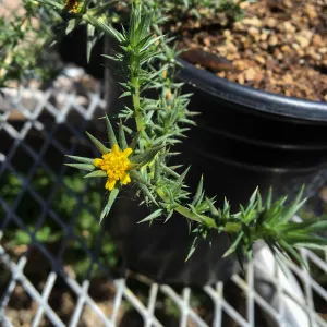 Centromadia from northern Baja CA, grown for conservation