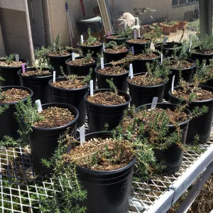 Centromadia from northern Baja CA, grown for conservation