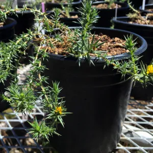 Centromadia from northern Baja CA, grown for conservation