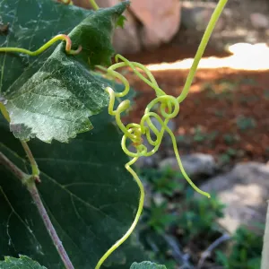 Vitis tendrils on fence at the Teahouse