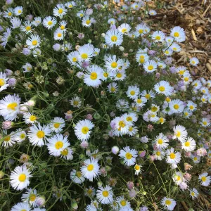 Erigeron divergens at Betsy Collins Garden