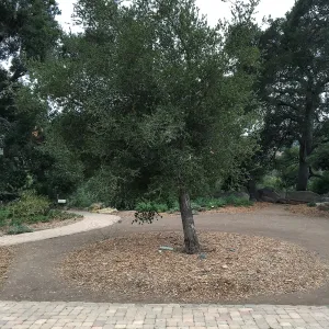 Southern most of Meadow Oaks (Coastal Live Oak) showing lean