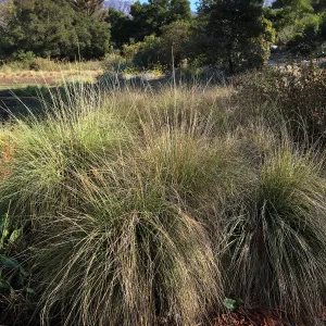 Deer grass, Muhlenbergia rigens in Meadow