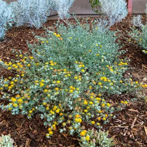 Acmispon argophyllus in Conservation Collection planter at the PCC