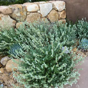 Salvia (Sage) Baja Blanca & Dudleya britonii at entrance to PCC