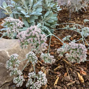 Eriogonum giganteum compactum in Conservation Collection planters at the PCC
