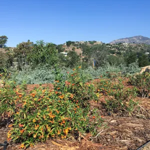 Diplacus parviflorus hybrid in Island View Garden