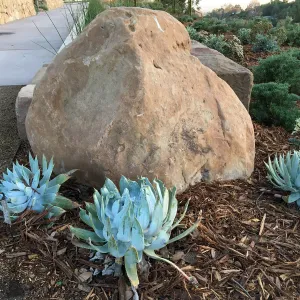 Dudleya brittonii at the Island View Garden