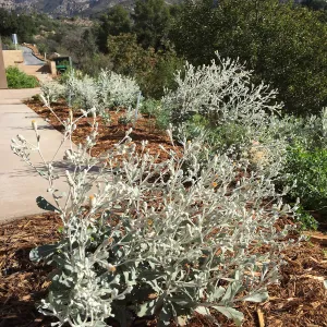 Hazardia detonsa on east side of Island View Garden