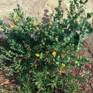Grindelia hirsutula & Diplacus parviflorus at the Island View Garden