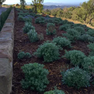 West slope of Island View Garden