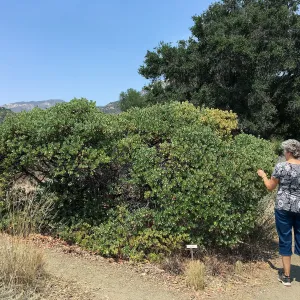 Arctostaphylos Canyon Blush on Porter Trail with Ingrid Kaper