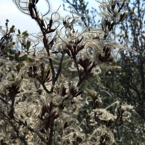 Cercocarpus betuloides in fruit