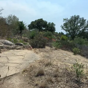 Dabney Bench site on Porter Trail with Aesculus removed
