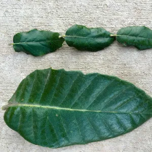 Quercus tomentella and Q. agrifolia leaves