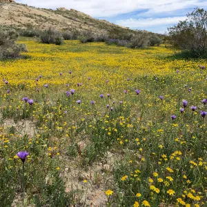Dichelostemma & Lasthenia wildflowers Gem Hill, Kern County
