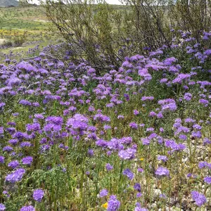 Phacelia wildflowers at Gem Hill, Kern County