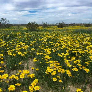 Monolopia lanceolata wildflowers along Mojave-Tropico Rd in Kern County