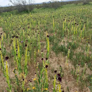 Field of Caulanthus californicus wildflowers along Randsburg-Mojave Rd Kern County