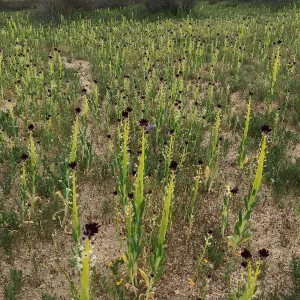 Field of Caulanthus californicus wildflowers along Randsburg-Mojave Rd Kern County