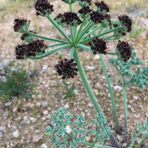 Lomatium mohavense Red Rock Canyon Kern county