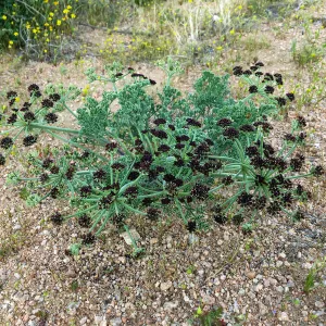 Lomatium mohavense Red Rock Canyon Kern county
