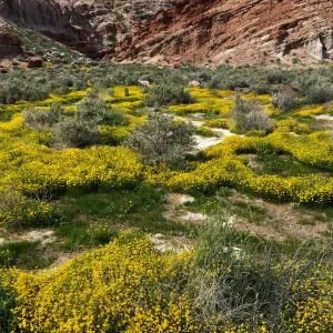 Lasthenia in wash at Red Rock Canyon, Kern county