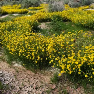 Lasthenia in wash at Red Rock Canyon, Kern county