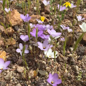 Linanthus parryae, Red Rock Canyon, Kern county