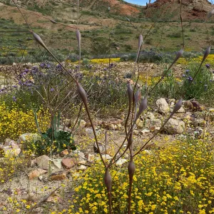 Eriogonum inflatum, Red Rock Canyon, Kern county