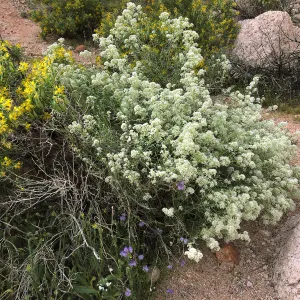 Lepidium fremontii, Red Rock Canyon, Kern county