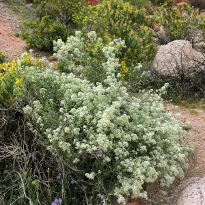 Lepidium fremontii, Red Rock Canyon, Kern county