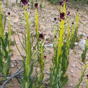 Caulanthus, Jawbone Canyon, Kern County